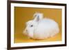 Giant Angora-Lynn M^ Stone-Framed Photographic Print