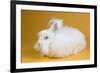 Giant Angora-Lynn M^ Stone-Framed Photographic Print