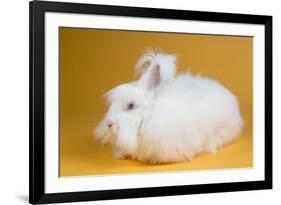 Giant Angora-Lynn M^ Stone-Framed Photographic Print