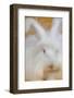 Giant Angora-Lynn M^ Stone-Framed Photographic Print