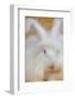 Giant Angora-Lynn M^ Stone-Framed Photographic Print