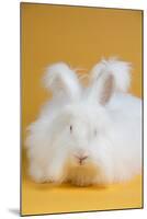 Giant Angora-Lynn M^ Stone-Mounted Photographic Print