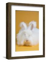 Giant Angora-Lynn M^ Stone-Framed Photographic Print