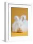 Giant Angora-Lynn M^ Stone-Framed Photographic Print