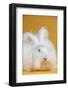 Giant Angora-Lynn M^ Stone-Framed Photographic Print