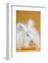 Giant Angora-Lynn M^ Stone-Framed Photographic Print