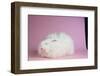 Giant Angora-Lynn M^ Stone-Framed Photographic Print