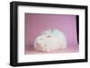 Giant Angora-Lynn M^ Stone-Framed Photographic Print