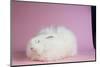 Giant Angora-Lynn M^ Stone-Mounted Photographic Print