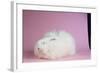 Giant Angora-Lynn M^ Stone-Framed Photographic Print