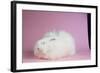 Giant Angora-Lynn M^ Stone-Framed Photographic Print