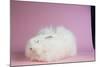 Giant Angora-Lynn M^ Stone-Mounted Photographic Print