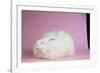 Giant Angora-Lynn M^ Stone-Framed Photographic Print