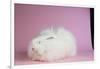 Giant Angora-Lynn M^ Stone-Framed Photographic Print