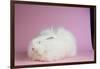 Giant Angora-Lynn M^ Stone-Framed Photographic Print