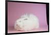 Giant Angora-Lynn M^ Stone-Framed Photographic Print