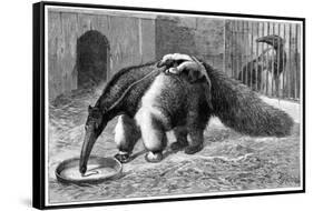 Giant Anteater And Cub, 19th Century-Science Photo Library-Framed Stretched Canvas