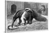 Giant Anteater And Cub, 19th Century-Science Photo Library-Stretched Canvas