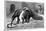 Giant Anteater And Cub, 19th Century-Science Photo Library-Stretched Canvas