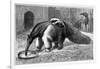 Giant Anteater And Cub, 19th Century-Science Photo Library-Framed Photographic Print