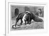 Giant Anteater And Cub, 19th Century-Science Photo Library-Framed Photographic Print