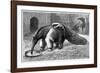 Giant Anteater And Cub, 19th Century-Science Photo Library-Framed Photographic Print