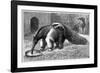 Giant Anteater And Cub, 19th Century-Science Photo Library-Framed Photographic Print