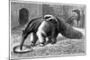 Giant Anteater And Cub, 19th Century-Science Photo Library-Mounted Photographic Print