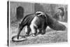 Giant Anteater And Cub, 19th Century-Science Photo Library-Stretched Canvas