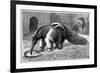 Giant Anteater And Cub, 19th Century-Science Photo Library-Framed Photographic Print