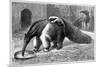 Giant Anteater And Cub, 19th Century-Science Photo Library-Mounted Photographic Print