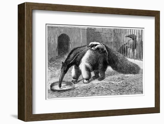 Giant Anteater And Cub, 19th Century-Science Photo Library-Framed Photographic Print