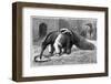 Giant Anteater And Cub, 19th Century-Science Photo Library-Framed Photographic Print