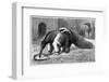 Giant Anteater And Cub, 19th Century-Science Photo Library-Framed Photographic Print