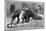 Giant Anteater And Cub, 19th Century-Science Photo Library-Mounted Photographic Print