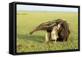 Giant Anteater Carrying Young on Back-null-Framed Stretched Canvas