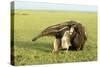 Giant Anteater Carrying Young on Back-null-Stretched Canvas