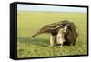 Giant Anteater Carrying Young on Back-null-Framed Stretched Canvas
