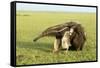 Giant Anteater Carrying Young on Back-null-Framed Stretched Canvas