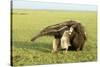 Giant Anteater Carrying Young on Back-null-Stretched Canvas