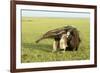 Giant Anteater Carrying Young on Back-null-Framed Photographic Print