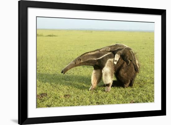 Giant Anteater Carrying Young on Back-null-Framed Photographic Print