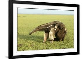 Giant Anteater Carrying Young on Back-null-Framed Photographic Print