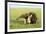 Giant Anteater Carrying Young on Back-null-Framed Photographic Print