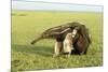 Giant Anteater Carrying Young on Back-null-Mounted Photographic Print