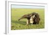 Giant Anteater Carrying Young on Back-null-Framed Photographic Print