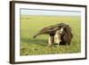 Giant Anteater Carrying Young on Back-null-Framed Photographic Print