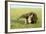 Giant Anteater Carrying Young on Back-null-Framed Photographic Print