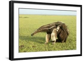 Giant Anteater Carrying Young on Back-null-Framed Photographic Print