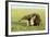 Giant Anteater Carrying Young on Back-null-Framed Photographic Print